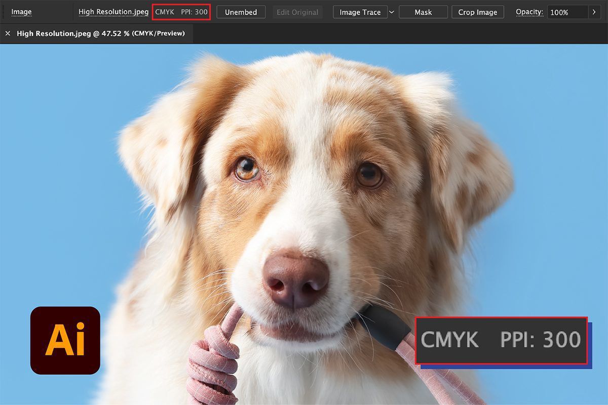 High resolution dog image at 300 ppi